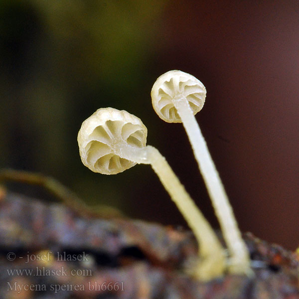 Kleine breedplaatmycena Bogenblättriger Helmling Kvisthette