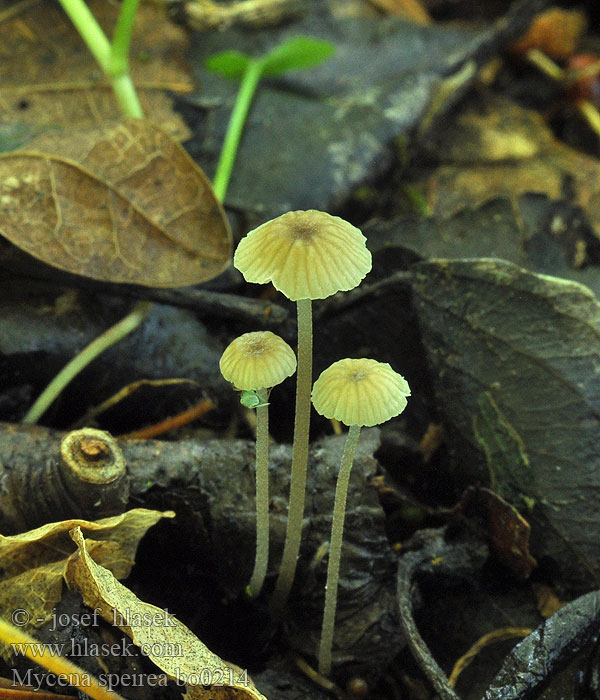 Mycena speirea bo0214