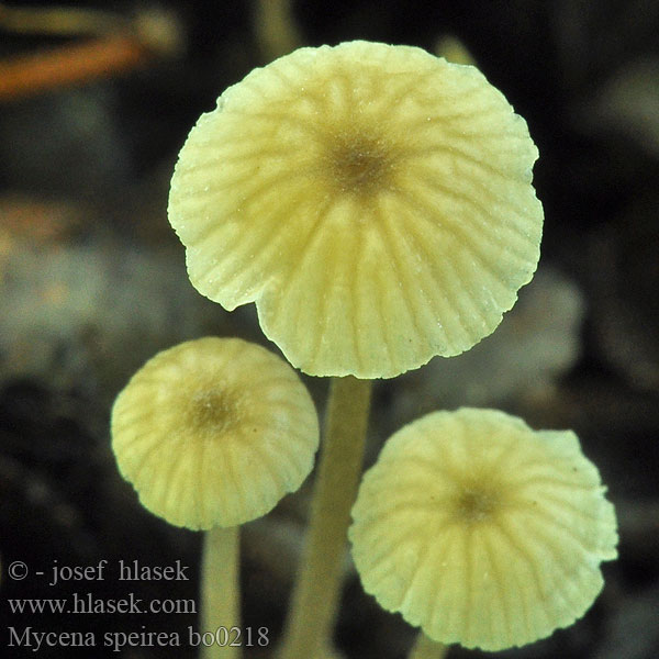 Prilbička tenkohlúbiková Kvisthätta Mycena speirea Bark Bonnet