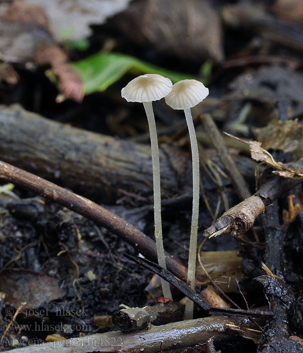 Mycena speirea Bark Bonnet