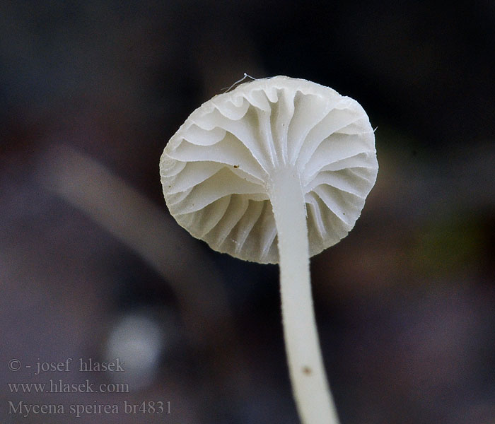 Mycena speirea Helmovka tenkonohá