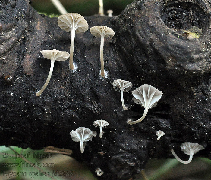 Bark Bonnet Helmovka tenkonohá Mycena speirea