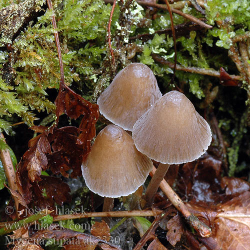 Mycena stipata alcalina Alkalischer Helmling Nitrat