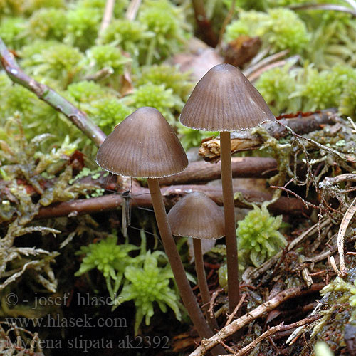 Mycena stipata ak2392