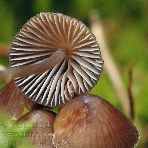 Luthätta Mycène alcaline Alkaline Mycena Stinkende Huesvamp