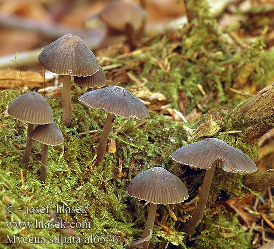 アクニオイタケ Lipeähiippo Bundelchloormycena Knippeluthette