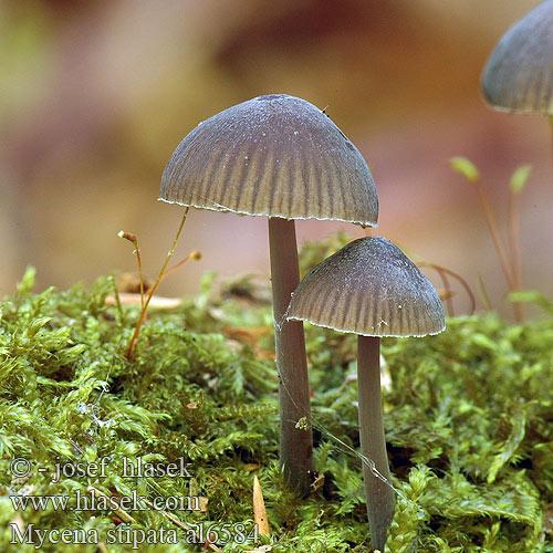 Mycena stipata al6584