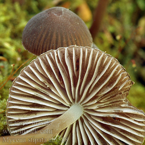 Mycena stipata alcalina Helmovka louhová