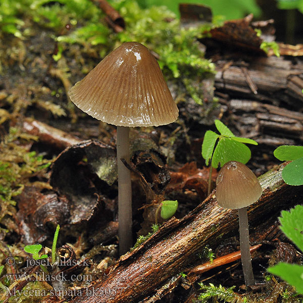 Mycena stipata alcalina Prilbička chlórová páchnuca