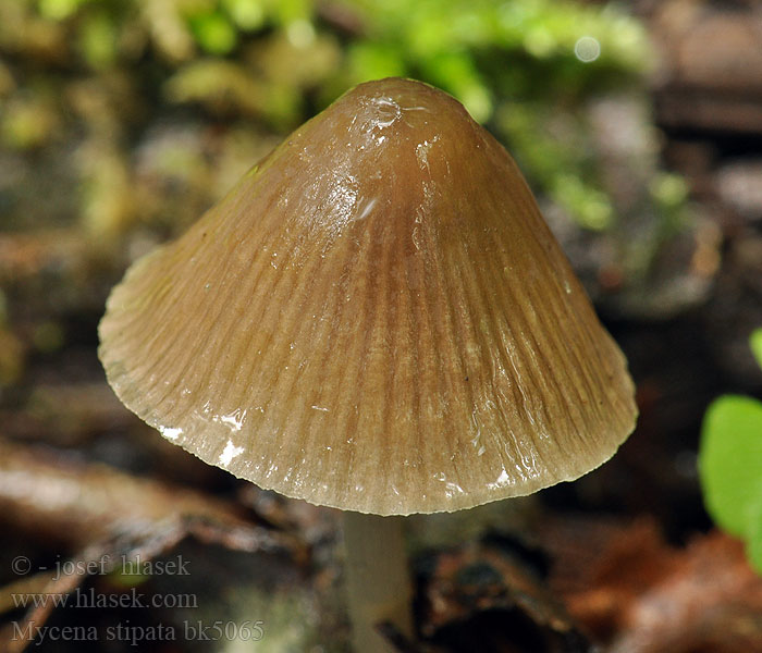 Mycena stipata alcalina Grzybówka potażowa