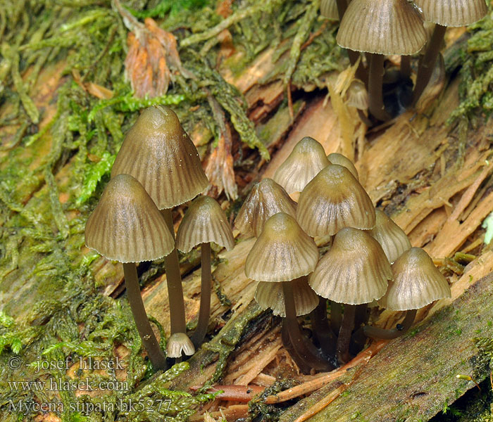 Mycena stipata Luthätta Mycène alcaline