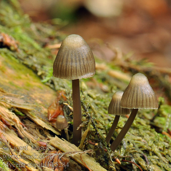 Mycena stipata Alkaline Mycena アクニオイタケ Lipeähiippo