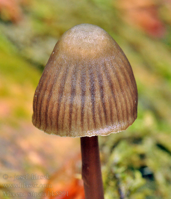 Mycena stipata Bundelchloormycena Knippeluthette