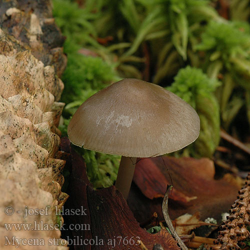 Mycena strobilicola aj7663