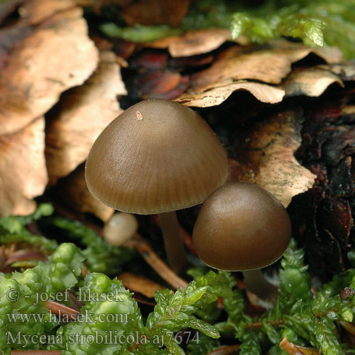 Mycena strobilicola aj7674