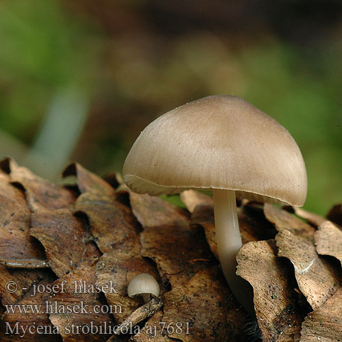 Мицена щелочная шишколюбивая Storževa čeladica Käpyhiippo Konglehette Prilbička šišková Kottehätta Mycena strobilicola plumipes Helmovka šiškomilná Fichtenzapfenhelmling Fichtenzapfen-Helmling Grzybówka wiosenna