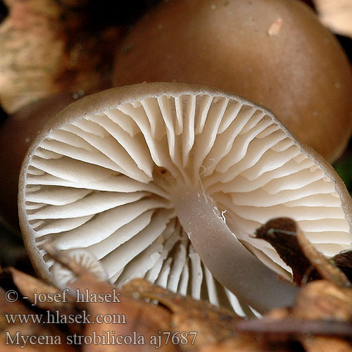 Mycena strobilicola aj7687