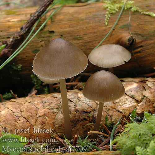 Mycena strobilicola aj7709