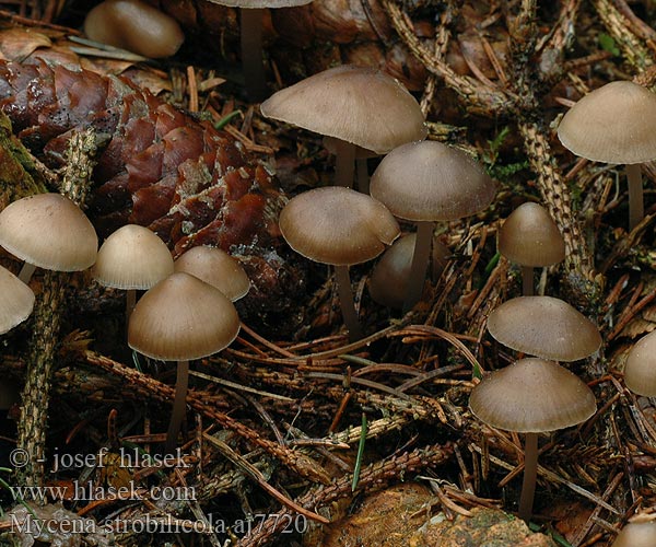 Mycena strobilicola aj7720