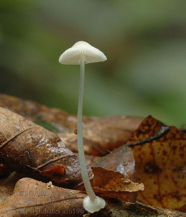 Mycena stylobates Bulbous Bonnet Helmovka deskovitá