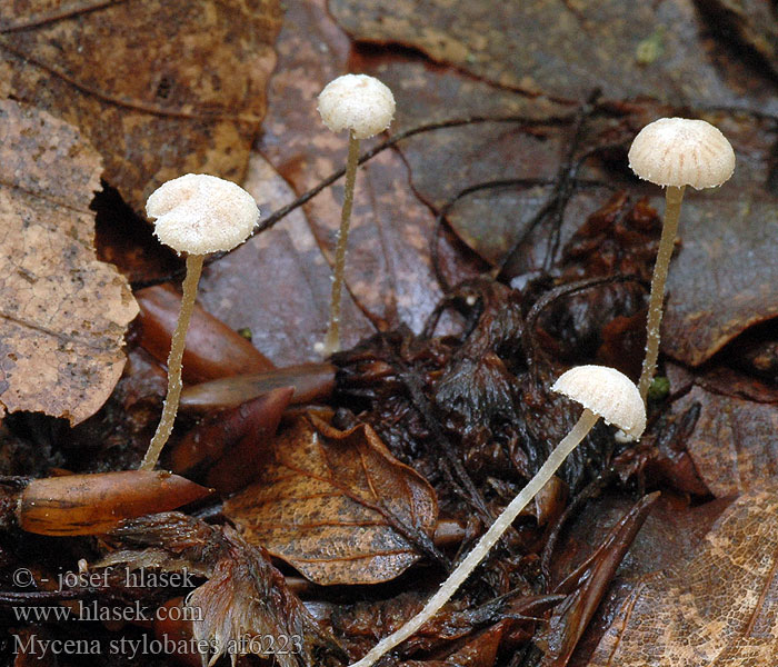 Mycena stylobates af6223