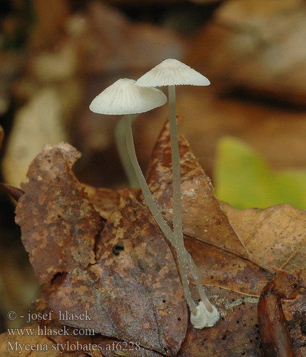 Mycène socle Schijfsteelmycena キュウバンタケ Csillagpapucsú kígyógomba