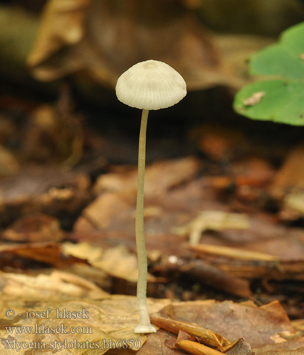 Mycena stylobates bh6850