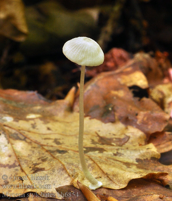 Prilbička diskovitá Sockelhätta Mycena stylobates Bulbous Bonnet