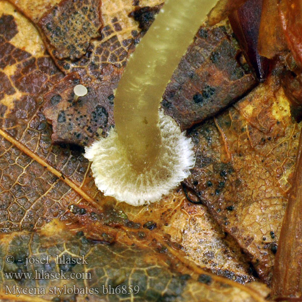 Mycena stylobates bh6859