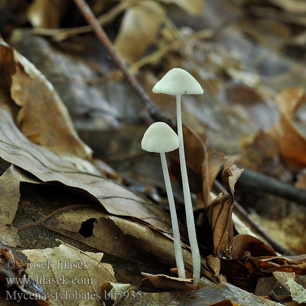 Mycena stylobates bh7935