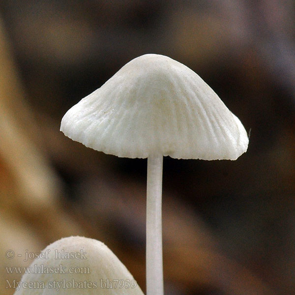 Mycena stylobates bh7939