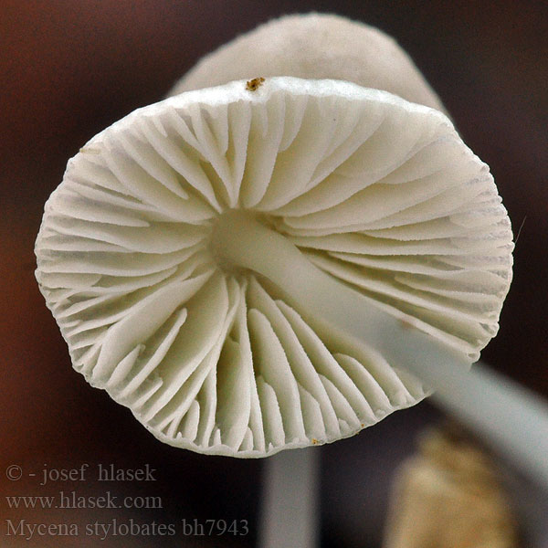 Schijfsteelmycena キュウバンタケ Csillagpapucsú kígyógomba