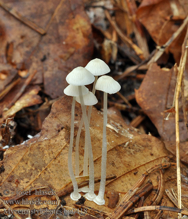 Mycena_stylobates_bp0418