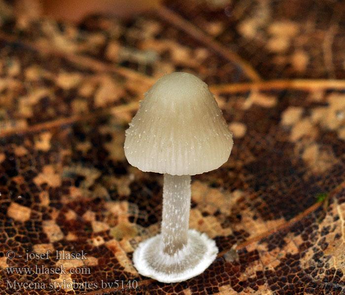 Mycena stylobates Helmovka deskovitá