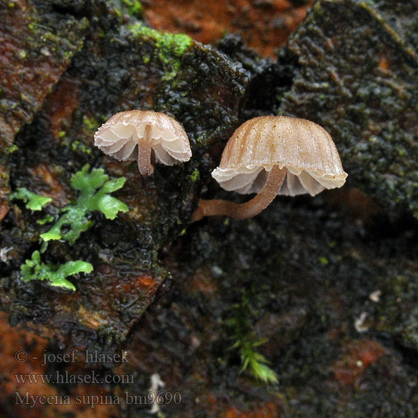 Mycena supina Helmovka položená Verbogenstieliger Helmling Grzybówka wygięta Olivenbrun bark-huesvamp Brun barkhette Мицена склоненная