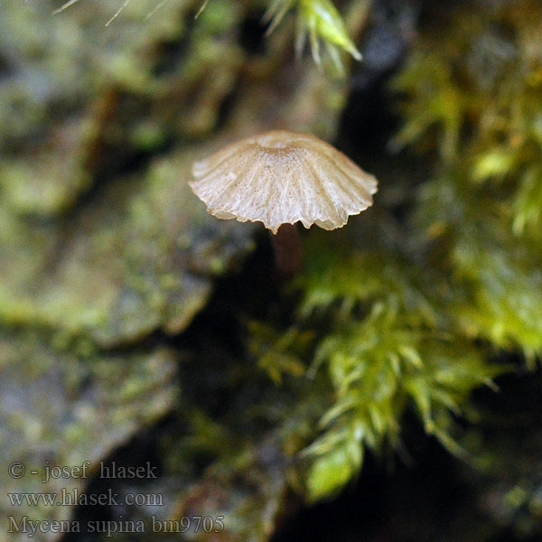 Grzybówka wygięta Olivenbrun bark-huesvamp Brun barkhette Мицена склоненная Mycena supina Helmovka položená Verbogenstieliger Helmling