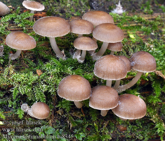 Mycena tintinnabulum Winter Bonnet Winterhelmling