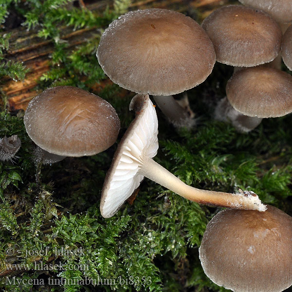 Mycena tintinnabulum bi8353