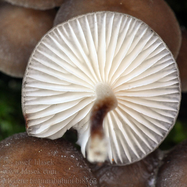 Mycena tintinnabulum bi8362