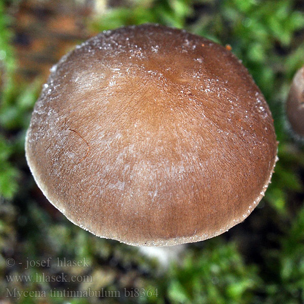 Mycena tintinnabulum bi8364