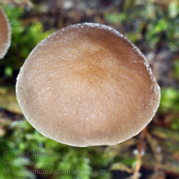 Vinterhätta Zvončkuljasta čeladica Mycena tintinnabulum