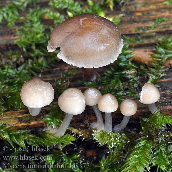 Mycena tintinnabulum bi8377