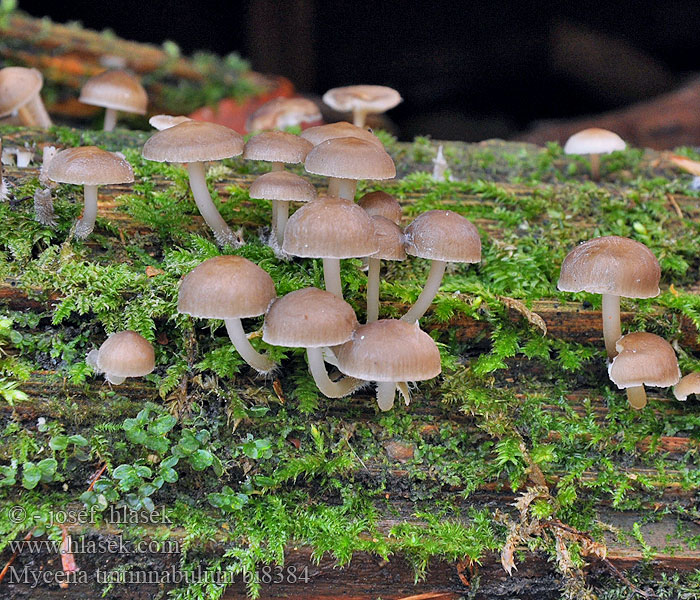 Mycena tintinnabulum bi8384