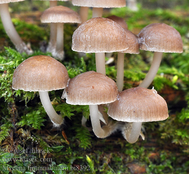 Mycena tintinnabulum bi8392