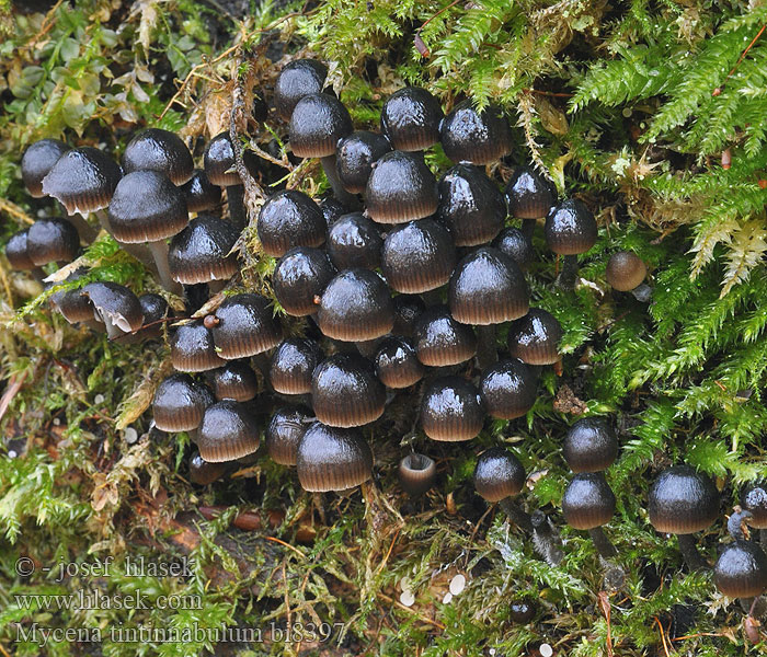 Mycena tintinnabulum bi8397