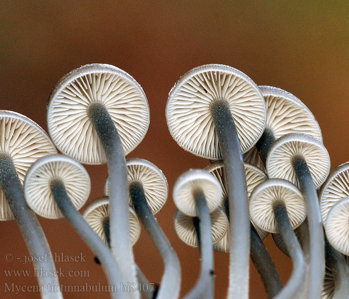 Mycena tintinnabulum bi8407