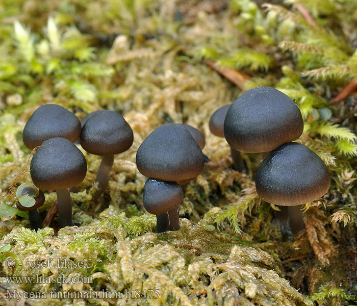 Mycena tintinnabulum bi8475