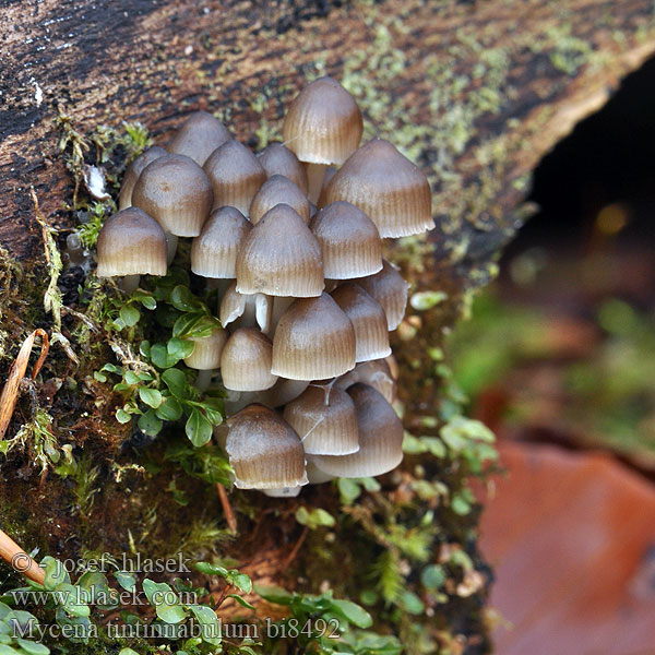 잔다리애주름버섯 Vėlyvoji šalmabudė Ziemas sēntiņa Wintermycena