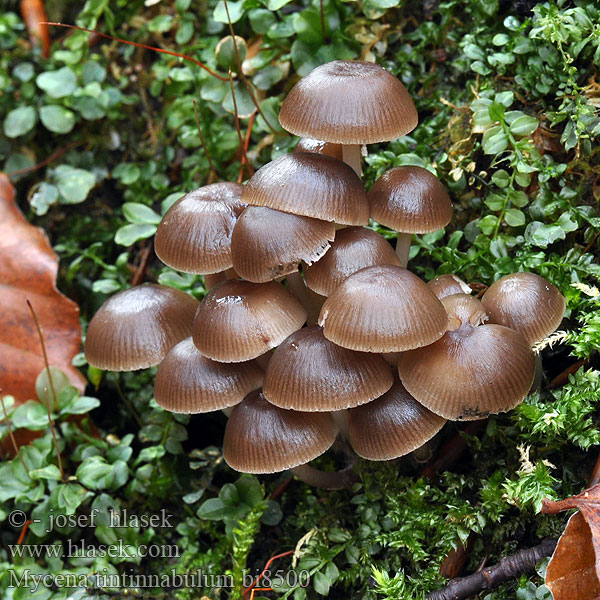 Vėlyvoji šalmabudė Ziemas sēntiņa Wintermycena Vinterhette