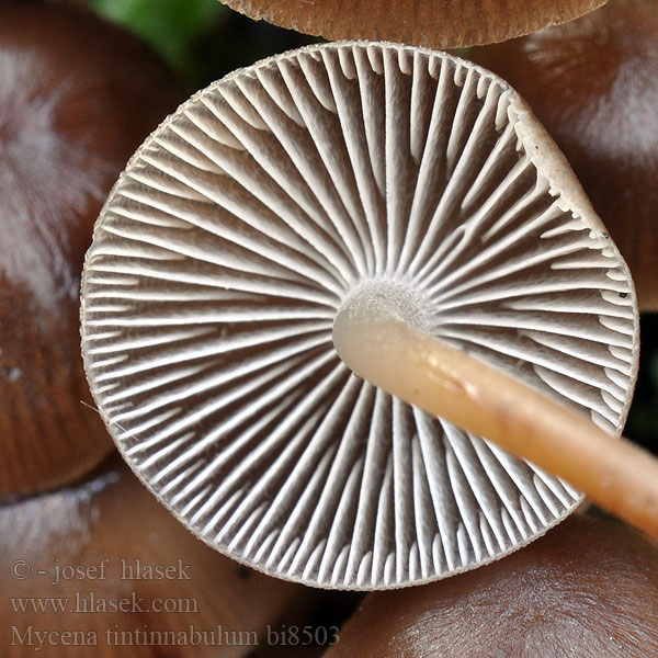 Mycena tintinnabulum bi8503